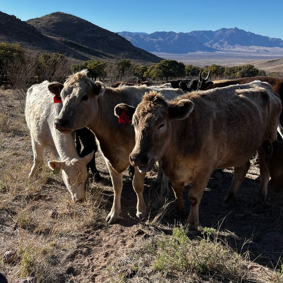 Meet your Posher, Kim - Picture 3 of 5